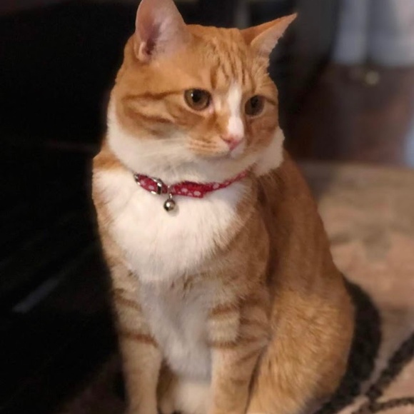 Meet the Posher - Picture 2 of 7